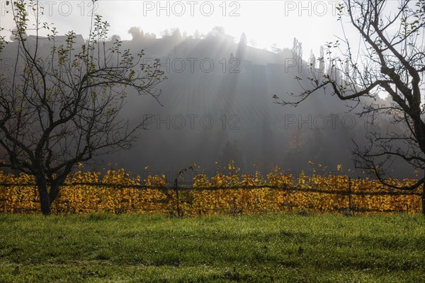 Autumn atmosphere, morning sun over vineyard in the fog, backlight shot, St. Andrä-Höch, Sausal,