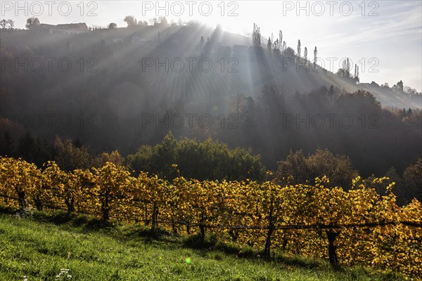 Autumn atmosphere, morning sun over vineyard in the fog, backlight shot, St. Andrä-Höch, Sausal,