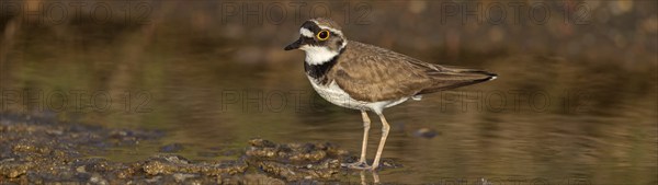 Little Ringed Plover, Little Ringed Plover, (Charadrius dubius), plover family, biotope, foraging,