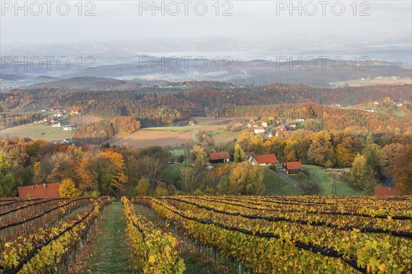 Morning atmosphere at the vineyard, fog drifts over wooded hills in the valley, St. Andrä-Höch,
