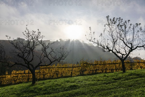 Autumn atmosphere, morning sun over vineyard in the fog, sparse trees, backlight shot, St.
