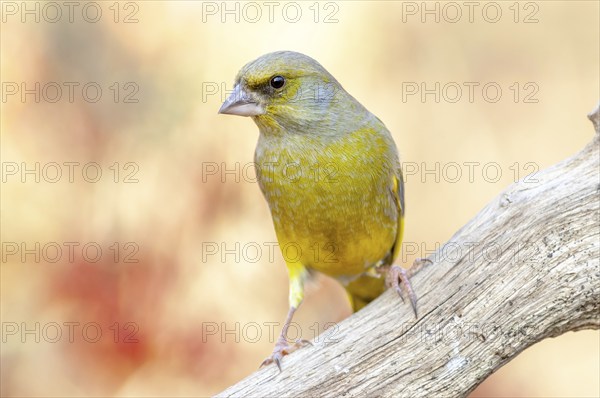 Greenfinch perched on a branch in the forest. (Chloris chloris) . France
