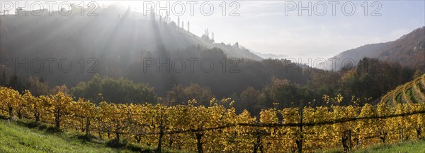 Autumn atmosphere, morning sun over vineyard in the fog, backlight shot, panorama shot, St.