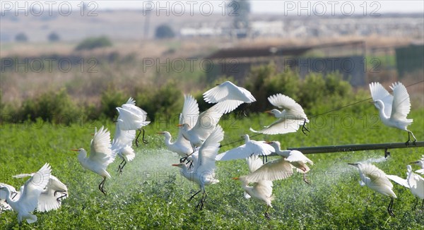 Cattle egret birds resting and flying in agricultural field during watering. Cyprus