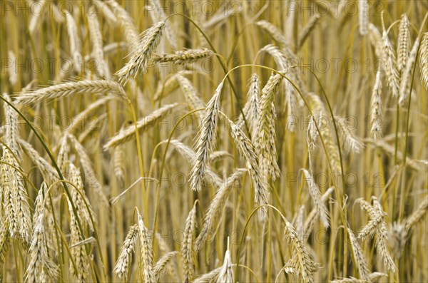 Rye grain field before the harvest