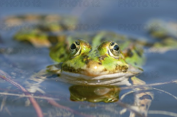 Marsh frog (Rana ridibunda) in a pond in spring. France