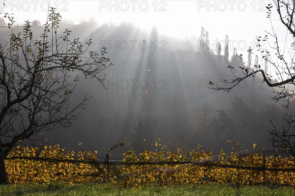 Autumn atmosphere, morning sun over vineyard in the fog, backlight shot, St. Andrä-Höch, Sausal,