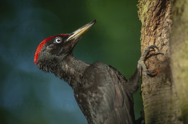 Black Woodpecker (Dryocopus martius) bringing ant larvae to feed her chicks in the nest. Alsace,