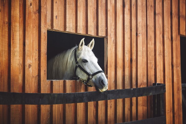 Curious white horses head peaking out of the window at the stables, horse looking out the window.