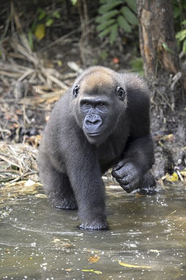 Western lowland gorilla (Gorilla gorilla gorilla) in a river, male animal, Réserve Lésio-Louna