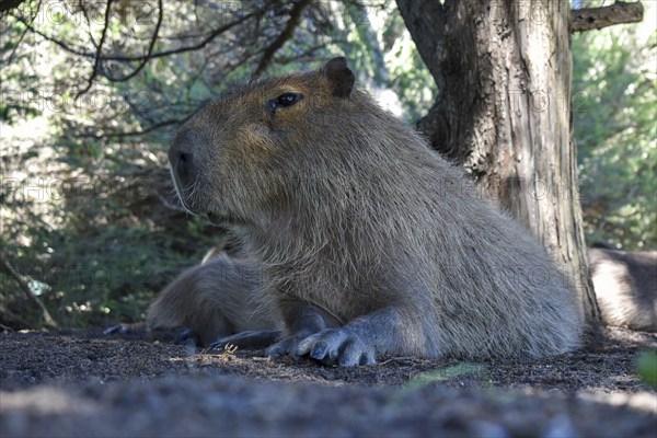 Capybara or capybara (Hydrochoerus hydrochaeris) free-living in the residential area of the