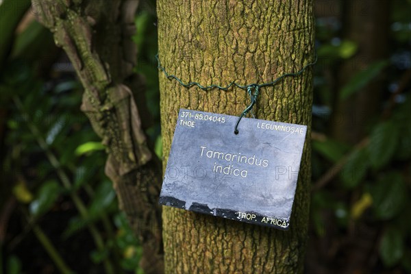 Sign with the inscription 'Tamarindus indica', on a tamarind tree, Royal Botanic Gardens, Kew,