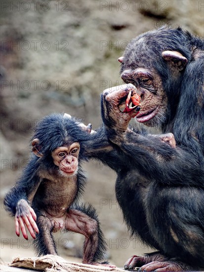 Animal portrait, Western chimpanzee (Pan troglodytes verus) playing with young, captive,