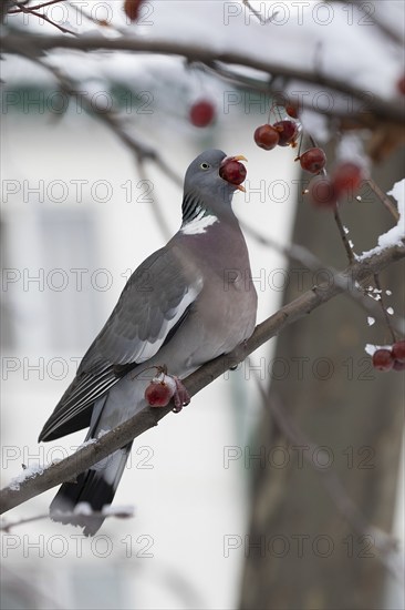 Vyakhir pigeon. Krasnodar. Russia