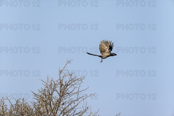 Grey-winged Warbler (Corythaixoides concolor) in flight, against a blue sky, Khama Rhino Sanctuary,