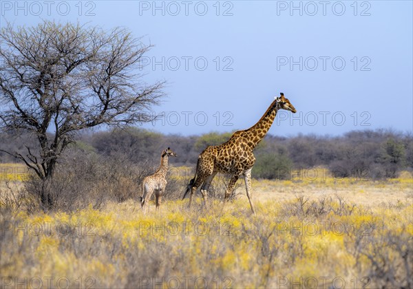 Cape giraffe (Giraffa giraffa giraffa), mother with young, among yellow flowers, in the savannah,