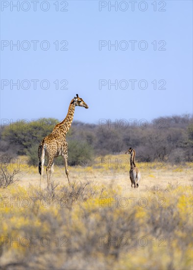 Cape giraffe (Giraffa giraffa giraffa), mother with young, among yellow flowers, in the savannah,