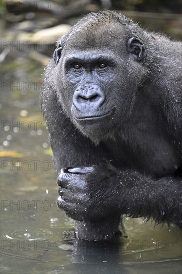 Western lowland gorilla (Gorilla gorilla gorilla) in a river, male animal, Réserve Lésio-Louna