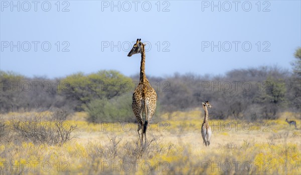 Cape giraffe (Giraffa giraffa giraffa), mother with young, among yellow flowers, in the savannah,