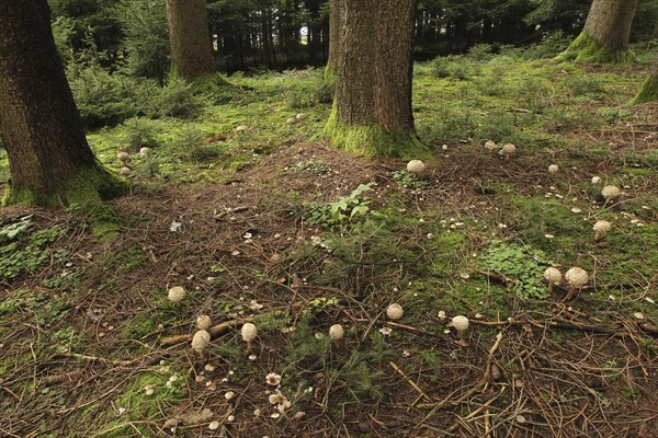 Giant umbrella mushroom (Macrolepiota procera) also known as Parasol. Several specimens grow as a