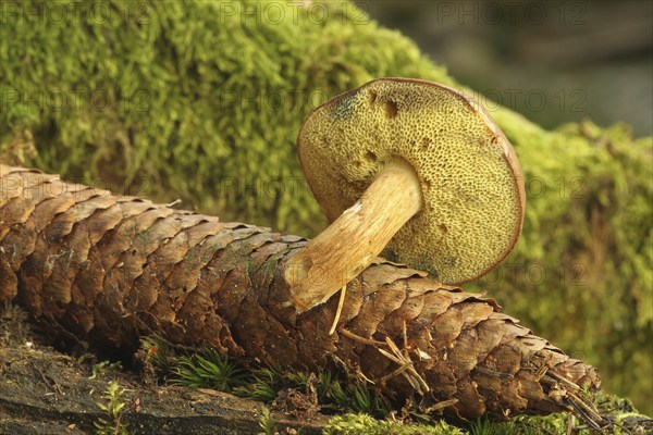Chestnut boletus (Imleria badia) grows from spruce cones (Picea) Allgäu, Bavaria, Germany,