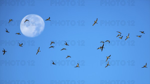 Flock of Northern Pintail (Anas acuta) with the moon in the background