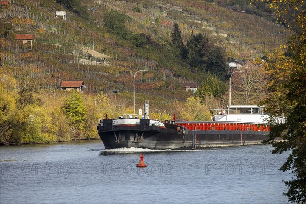 Barge MS FRIEDRICH GÖTZ on the Neckar, vineyards in autumn. The barge has an overall length of 105