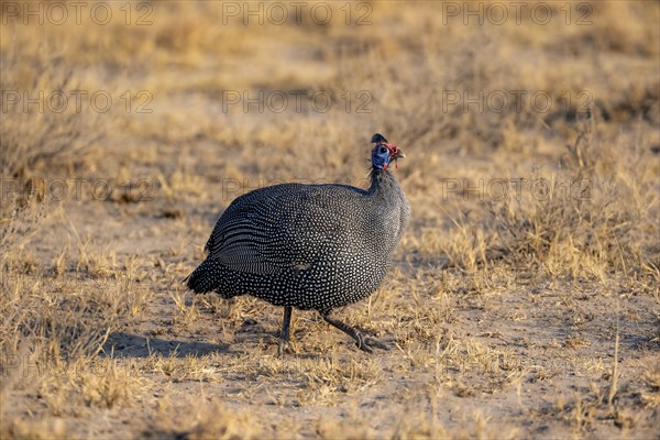 Helmeted guinea fowl (Numida meleagris) in a dry meadow, Khama Rhino Sanctuary, Botswana, Africa