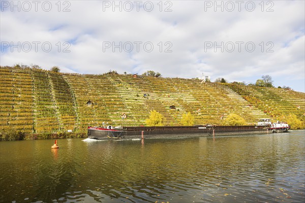 Barge MINVERVA travelling on the Neckar. Vineyards in autumn. Stuttgart, Baden-Württemberg,