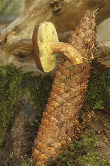 Chestnut boletus (Imleria badia) grows from spruce cones (Picea) Allgäu, Bavaria, Germany,