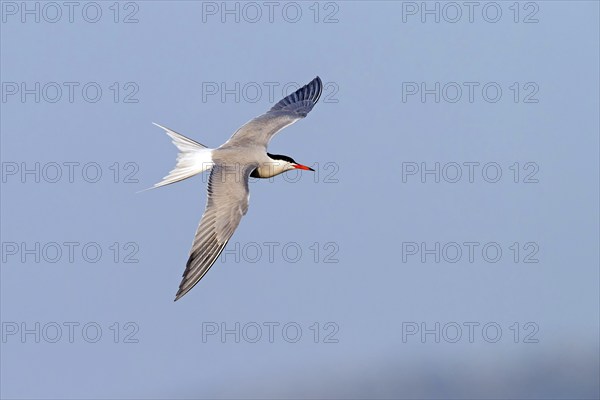 Common Tern, Common Tern, Common Tern, (Sterna hirundo), family of terns, biotope, foraging, flight