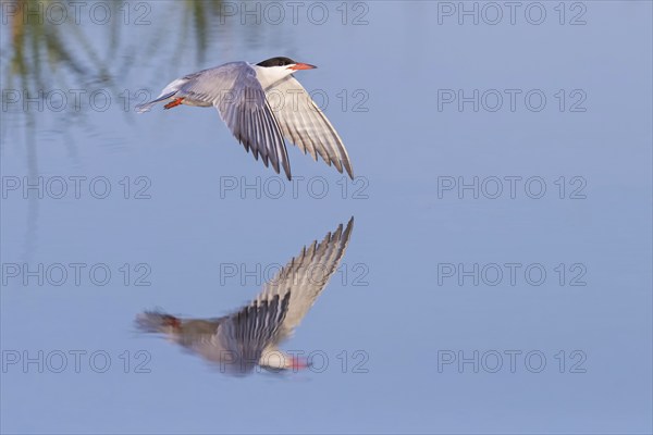 Common Tern, Common Tern, Common Tern, (Sterna hirundo), family of terns, biotope, foraging, flight