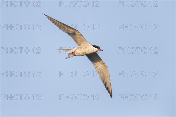 Common Tern, Common Tern, Common Tern, (Sterna hirundo), family of terns, biotope, foraging, flight
