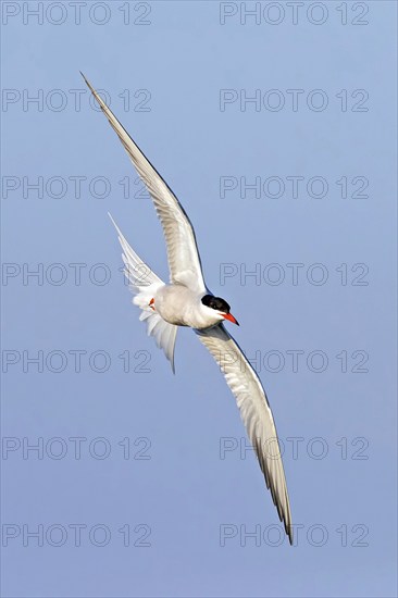 Common Tern, Common Tern, Common Tern, (Sterna hirundo), family of terns, biotope, foraging, flight