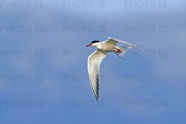 Common Tern, Common Tern, Common Tern, (Sterna hirundo), family of terns, biotope, foraging, flight