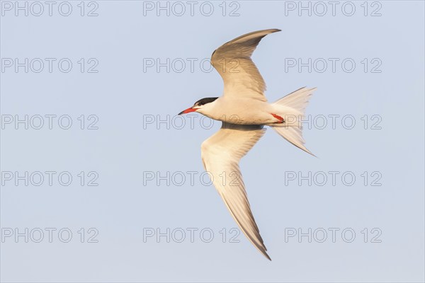 Common Tern, Common Tern, Common Tern, (Sterna hirundo), family of terns, biotope, foraging, flight