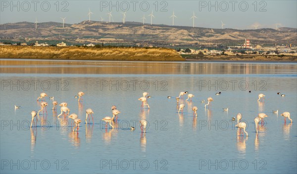 Group of beautiful flamingo birds at sunset with reflections, walking at the Salt lake of Larnaca