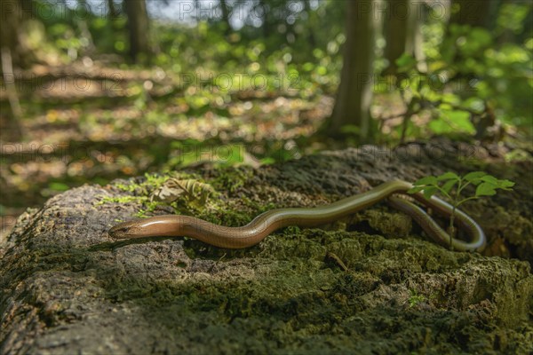 Slow worm (Anguis fragilis) on floor of forest. Alsace, France, Europe