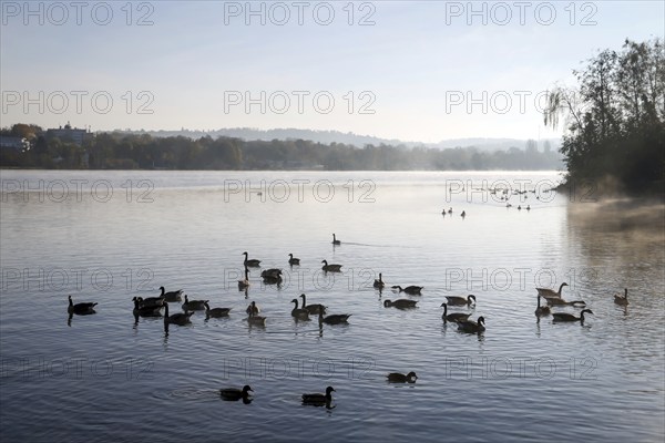 Essen, North Rhine-Westphalia, Germany, autumn on Lake Baldeney. Geese and ducks swim in the