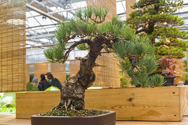 Bonsai, Japanese white pine (Pinus parviflora) . Age, about 50 years. Exhibition of Bonsai in