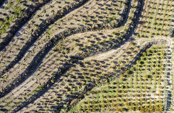 Drone aerial of agriculture farmland field with olive trees. Cyprus Europe