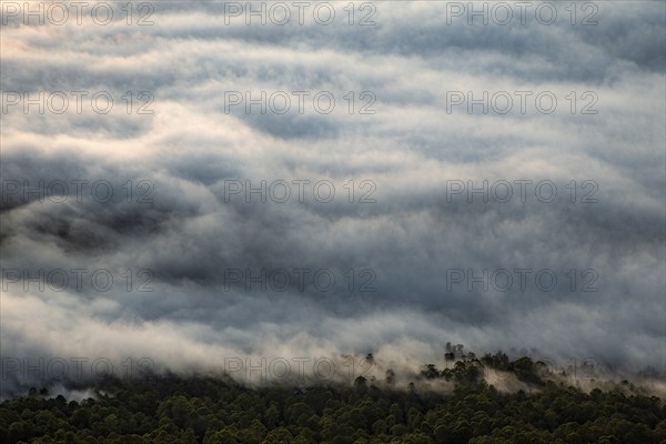 Fog lies like a veil of cotton wool over the forest and treetops