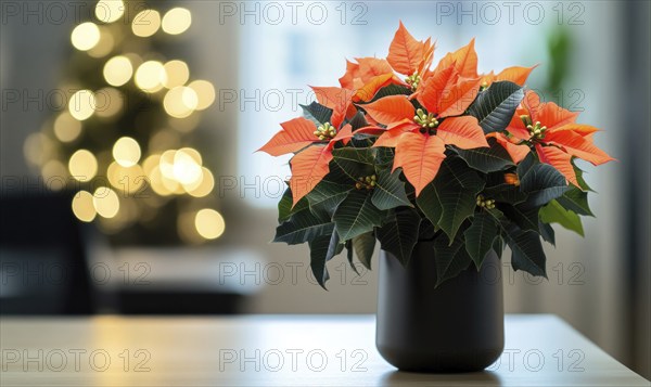 A small vase of orange poinsettias sits on a table. The vase is black and the flowers are bright