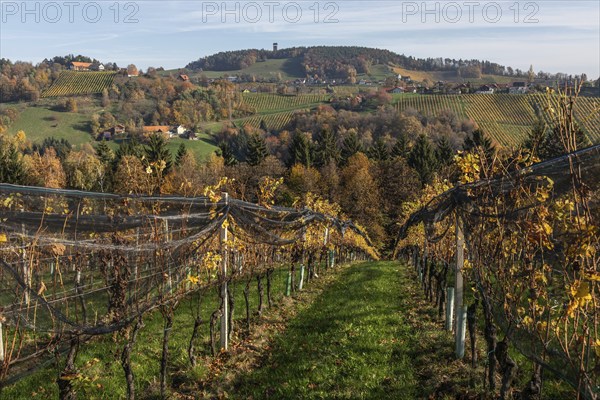 Autumn atmosphere, hilly landscape and vineyard with foliage colouring, behind Demmerkogel with