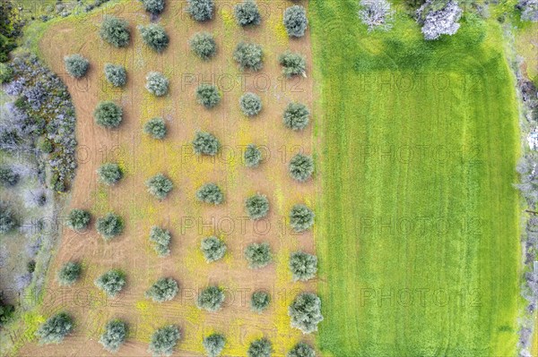 Olive grove top view and green meadow field. Aerial drone view of olive trees. Agriculture aerial