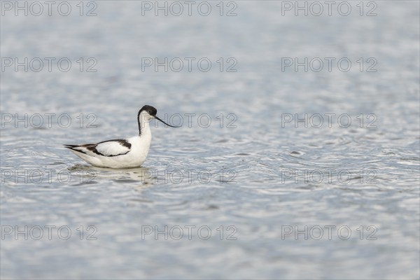 Pied Avocet (Recurvirostra avosetta) in a Camargue pond. Saintes Maries de la Mer, Parc naturel