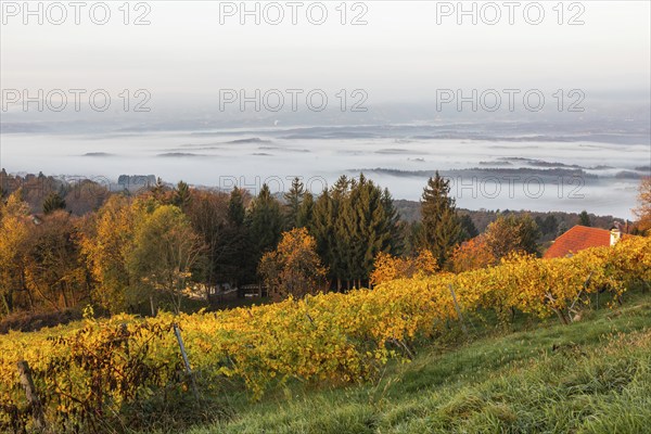 Morning atmosphere at the vineyard, fog drifts over wooded hills in the valley, St. Andrä-Höch,
