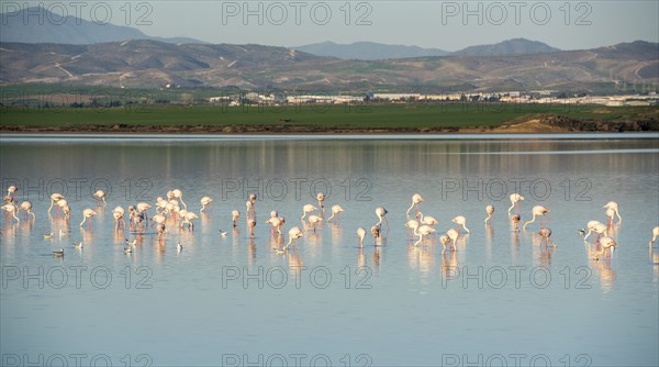 Group of beautiful flamingo birds with reflections, walking at the Salt lake of Larnaca in Cyprus
