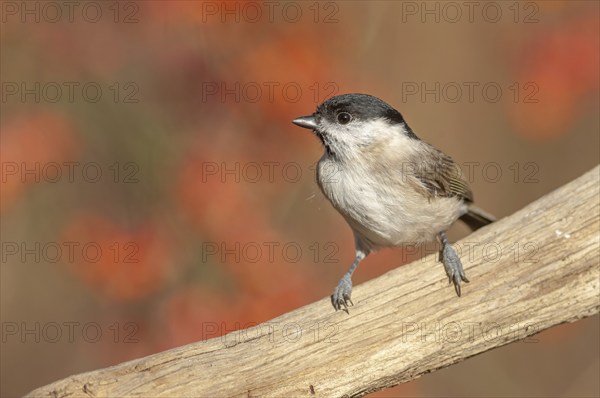 Marsh Tit (Poecile palustris) perched on a branch in the forest. Alsace, France, Europe