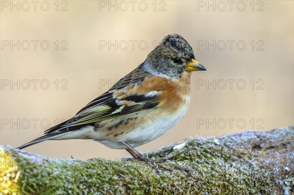 Brambling (Fringilla montifringilla) perched on a branch in the forest in winter. France